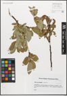 Foto von Salix myrsinifolia Salisb.